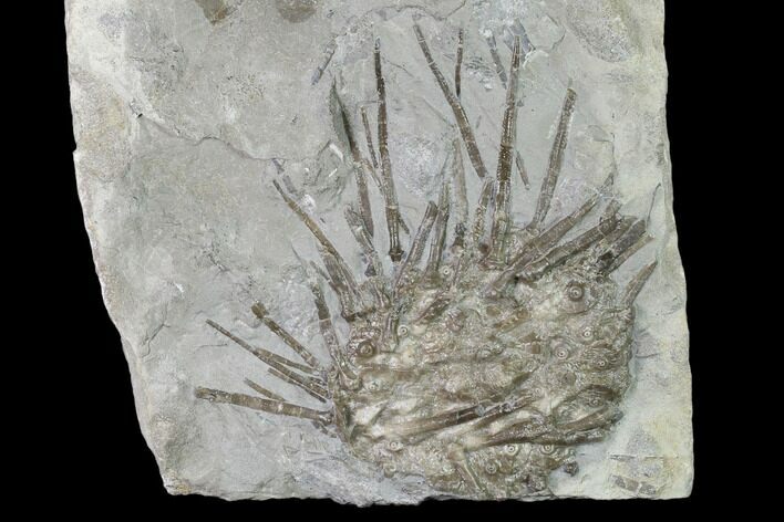 Mississipian Fossil Echinoid (Archaeocidaris) - Missouri #162665
